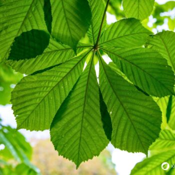 Heilpflanzenporträt zur Gewöhnlichen Rosskastanie: Wirkung, Anwendung, Erkennung & Anbau – natürlich erklärt für Gesundheitsinteressierte.