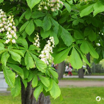 Heilpflanzenporträt zur Gewöhnlichen Rosskastanie: Wirkung, Anwendung, Erkennung & Anbau – natürlich erklärt für Gesundheitsinteressierte.