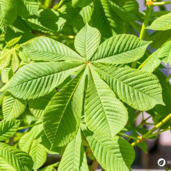 Heilpflanzenporträt zur Gewöhnlichen Rosskastanie: Wirkung, Anwendung, Erkennung & Anbau – natürlich erklärt für Gesundheitsinteressierte.
