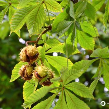 Heilpflanzenporträt zur Gewöhnlichen Rosskastanie: Wirkung, Anwendung, Erkennung & Anbau – natürlich erklärt für Gesundheitsinteressierte.