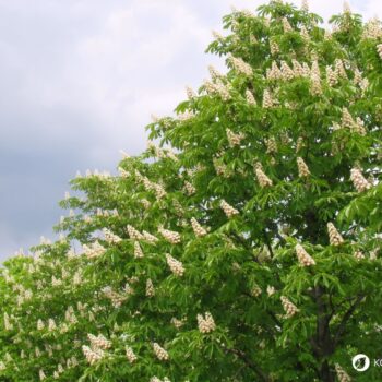 Heilpflanzenporträt zur Gewöhnlichen Rosskastanie: Wirkung, Anwendung, Erkennung & Anbau – natürlich erklärt für Gesundheitsinteressierte.