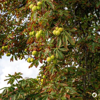 Heilpflanzenporträt zur Gewöhnlichen Rosskastanie: Wirkung, Anwendung, Erkennung & Anbau – natürlich erklärt für Gesundheitsinteressierte.