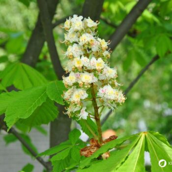 Heilpflanzenporträt zur Gewöhnlichen Rosskastanie: Wirkung, Anwendung, Erkennung & Anbau – natürlich erklärt für Gesundheitsinteressierte.