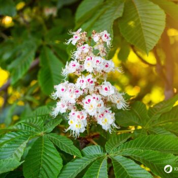 Heilpflanzenporträt zur Gewöhnlichen Rosskastanie: Wirkung, Anwendung, Erkennung & Anbau – natürlich erklärt für Gesundheitsinteressierte.
