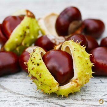 Heilpflanzenporträt zur Gewöhnlichen Rosskastanie: Wirkung, Anwendung, Erkennung & Anbau – natürlich erklärt für Gesundheitsinteressierte.