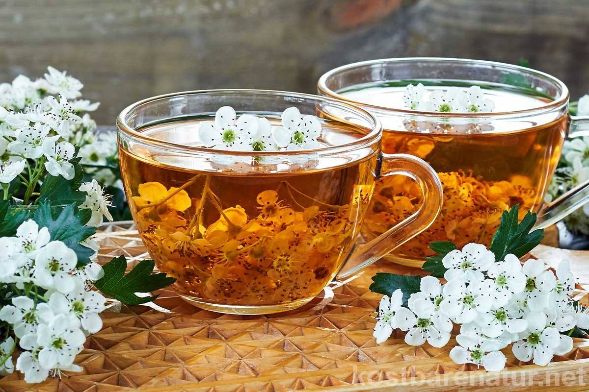 Ein Teeauszug mit Weißdorn kann aus Blättern, Blüten sowie Früchten hergestellt werden. Er unterstützt die Herzfunktion, wirkt stärkend und blutdruckregulierend.