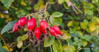 Die Hagebutte ist eine der besten Vitamin-C Quellen der Welt, weit besser als Zitrusfrüchte. Finde heraus was sie sonst noch alles kann und dir helfen kann!