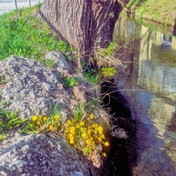 Huflattich ist eine der ersten Pflanzen, die den Frühling ankündigen. Finde heraus, wie du dieses Kraut in der Küche, im Haushalt und zur Heilung nutzt