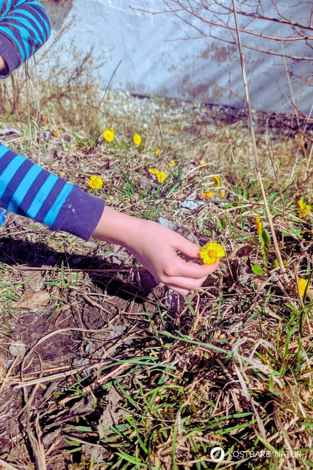 Huflattich im Vorfrühling