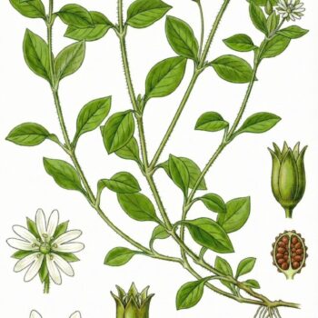 Vom Gärtner oft verflucht, ist dieses Kraut doch einer unserer besten Freunde. Es schützt die Erde, schmeckt in vielen Speisen und ist ein starkes Heilkraut