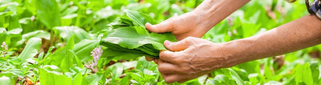 Frühling ist Bärlauchzeit! Leider gibt es einige giftige Pflanzen, mit denen er öfter verwechselt wird. So kannst du Bärlauch erkennen.