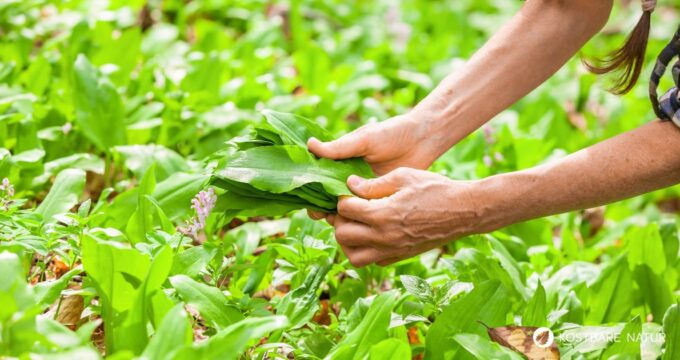 Frühling ist Bärlauchzeit! Leider gibt es einige giftige Pflanzen, mit denen er öfter verwechselt wird. So kannst du Bärlauch erkennen.