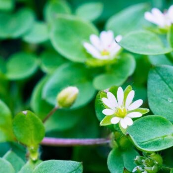 Vogelmiere ist ein mildes Wildkraut mit wertvollen Inhaltsstoffen – ideal für Salat, Hautpflege und natürliche Hausmittel.