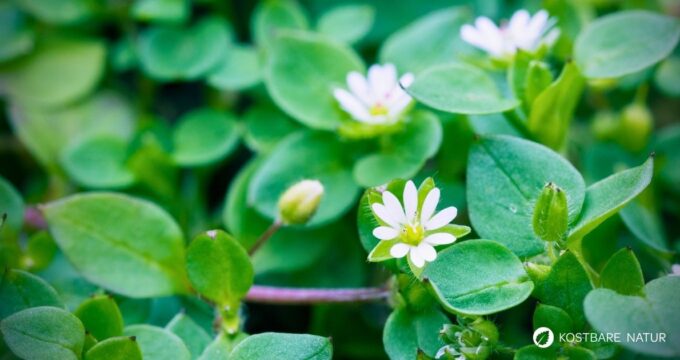 Vogelmiere ist ein mildes Wildkraut mit wertvollen Inhaltsstoffen – ideal für Salat, Hautpflege und natürliche Hausmittel.