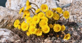 Huflattich ist eine der ersten Pflanzen, die den Frühling ankündigen. Finde heraus, wie du dieses Kraut in der Küche, im Haushalt und zur Heilung nutzt