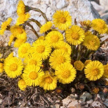 Huflattich ist eine der ersten Pflanzen, die den Frühling ankündigen. Finde heraus, wie du dieses Kraut in der Küche, im Haushalt und zur Heilung nutzt