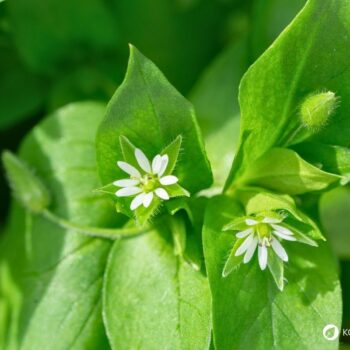 Vogelmiere ist ein mildes Wildkraut mit wertvollen Inhaltsstoffen – ideal für Salat, Hautpflege und natürliche Hausmittel.