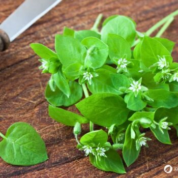 Vogelmiere ist ein mildes Wildkraut mit wertvollen Inhaltsstoffen – ideal für Salat, Hautpflege und natürliche Hausmittel.