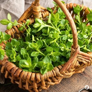 Vogelmiere ist ein mildes Wildkraut mit wertvollen Inhaltsstoffen – ideal für Salat, Hautpflege und natürliche Hausmittel.