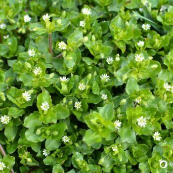 Vogelmiere ist ein mildes Wildkraut mit wertvollen Inhaltsstoffen – ideal für Salat, Hautpflege und natürliche Hausmittel.