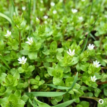 Vogelmiere ist ein mildes Wildkraut mit wertvollen Inhaltsstoffen – ideal für Salat, Hautpflege und natürliche Hausmittel.
