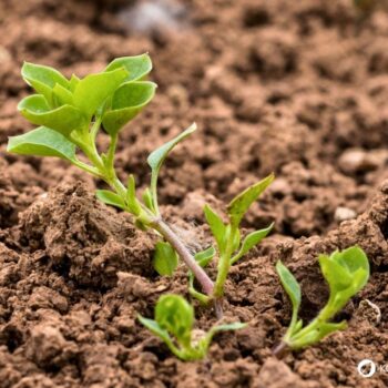 Vogelmiere ist ein mildes Wildkraut mit wertvollen Inhaltsstoffen – ideal für Salat, Hautpflege und natürliche Hausmittel.