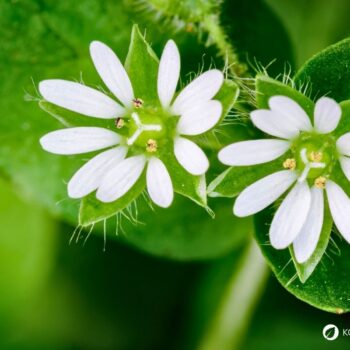 Vogelmiere ist ein mildes Wildkraut mit wertvollen Inhaltsstoffen – ideal für Salat, Hautpflege und natürliche Hausmittel.