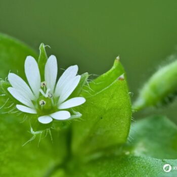 Vogelmiere ist ein mildes Wildkraut mit wertvollen Inhaltsstoffen – ideal für Salat, Hautpflege und natürliche Hausmittel.