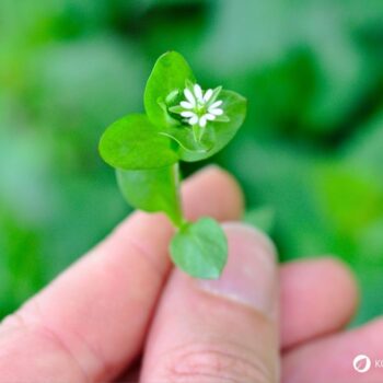Vogelmiere ist ein mildes Wildkraut mit wertvollen Inhaltsstoffen – ideal für Salat, Hautpflege und natürliche Hausmittel.
