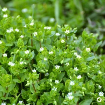 Vogelmiere ist ein mildes Wildkraut mit wertvollen Inhaltsstoffen – ideal für Salat, Hautpflege und natürliche Hausmittel.