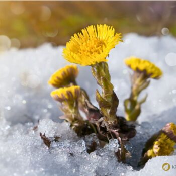 Huflattich ist eine der ersten Pflanzen, die den Frühling ankündigen. Finde heraus, wie du dieses Kraut in der Küche, im Haushalt und zur Heilung nutzt