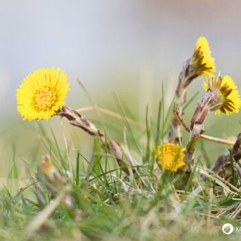 Huflattich ist eine der ersten Pflanzen, die den Frühling ankündigen. Finde heraus, wie du dieses Kraut in der Küche, im Haushalt und zur Heilung nutzt