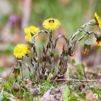 Huflattich ist eine der ersten Pflanzen, die den Frühling ankündigen. Finde heraus, wie du dieses Kraut in der Küche, im Haushalt und zur Heilung nutzt
