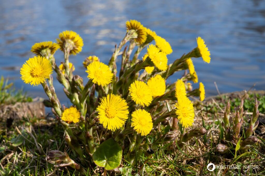 Huflattich ist eine der ersten Pflanzen, die den Frühling ankündigen. Finde heraus, wie du dieses Kraut in der Küche, im Haushalt und zur Heilung nutzt