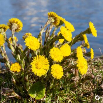 Huflattich ist eine der ersten Pflanzen, die den Frühling ankündigen. Finde heraus, wie du dieses Kraut in der Küche, im Haushalt und zur Heilung nutzt