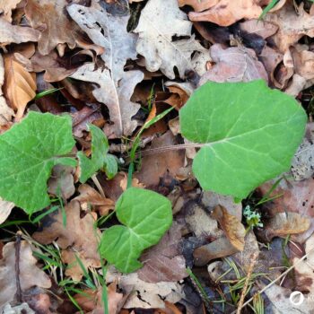 Huflattich ist eine der ersten Pflanzen, die den Frühling ankündigen. Finde heraus, wie du dieses Kraut in der Küche, im Haushalt und zur Heilung nutzt