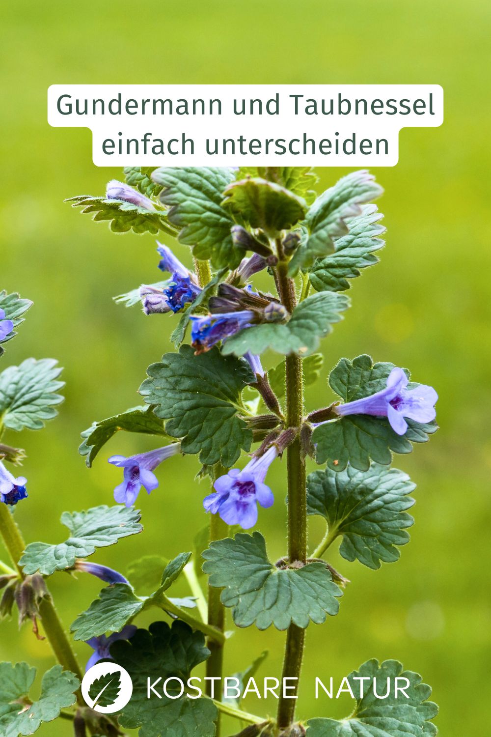 Wildkräuter-Neulingen fällt es oft schwer, ähnlich aussehende Pflanzen sicher zu bestimmen. So unterscheidest du die beiden geliebten Lippenblütler.