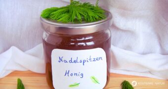 Im Mai kannst du aus den hellgrünen und sehr gesunden Spitzen von Tannen und Fichten den bekannten Fichtenspitzen-Sirup herstellen!