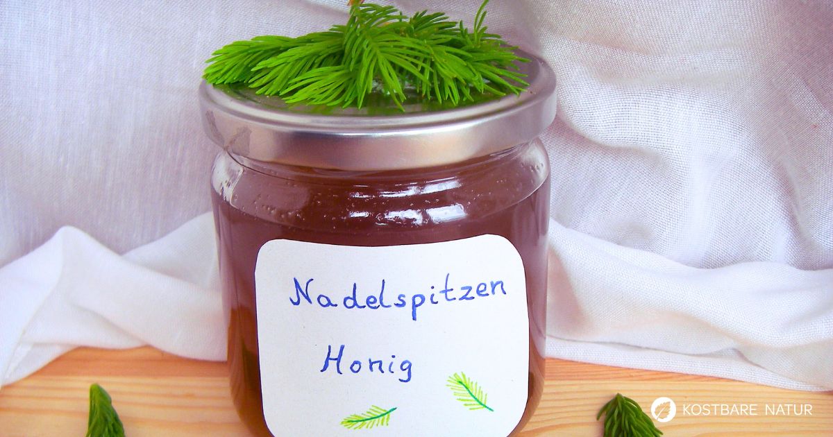 Im Mai kannst du aus den hellgrünen und sehr gesunden Spitzen von Tannen und Fichten den bekannten Fichtenspitzen-Sirup herstellen!