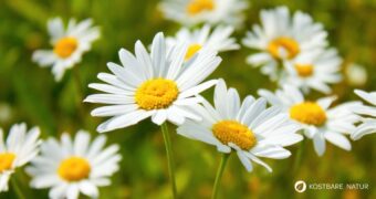 Entdecke die Wiesen-Margerite: Erfahre alles über ihre Heilwirkung und leckere Rezepte für die Wildkräuterküche.