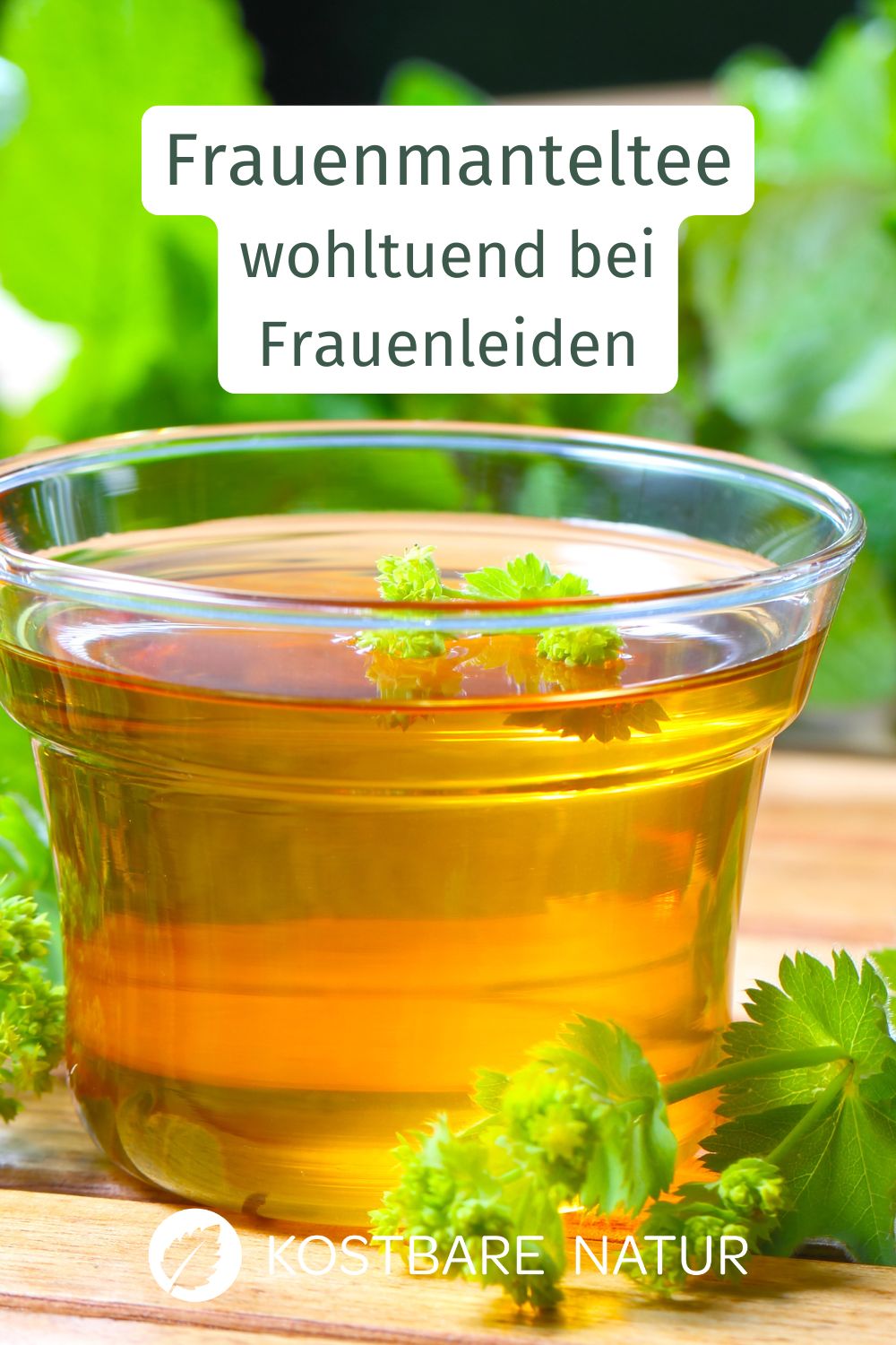 Frauenmantel ist eines der wichtigsten Heilkräuter für Frauen. Als Teeaufguss kann er viele gesundheitliche Probleme lindern.