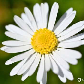 Entdecke die Wiesen-Margerite: Erfahre alles über ihre Heilwirkung und leckere Rezepte für die Wildkräuterküche.