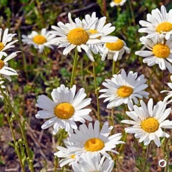 Entdecke die Wiesen-Margerite: Erfahre alles über ihre Heilwirkung und leckere Rezepte für die Wildkräuterküche.