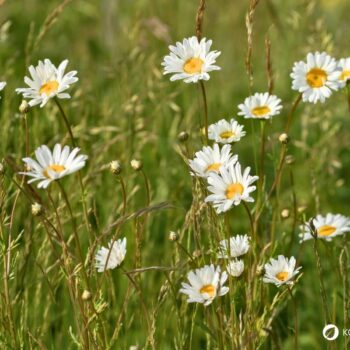 Entdecke die Wiesen-Margerite: Erfahre alles über ihre Heilwirkung und leckere Rezepte für die Wildkräuterküche.