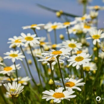 Entdecke die Wiesen-Margerite: Erfahre alles über ihre Heilwirkung und leckere Rezepte für die Wildkräuterküche.