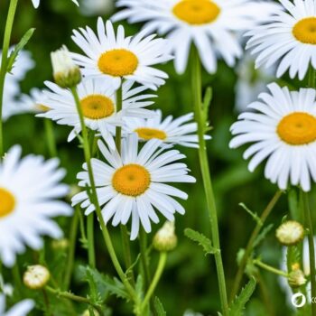 Entdecke die Wiesen-Margerite: Erfahre alles über ihre Heilwirkung und leckere Rezepte für die Wildkräuterküche.