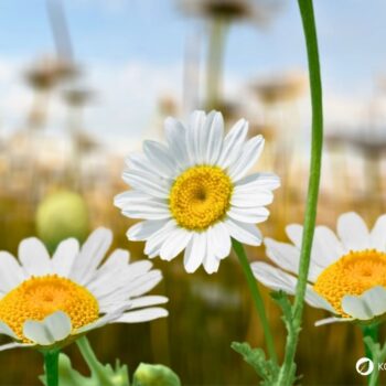 Entdecke die Wiesen-Margerite: Erfahre alles über ihre Heilwirkung und leckere Rezepte für die Wildkräuterküche.