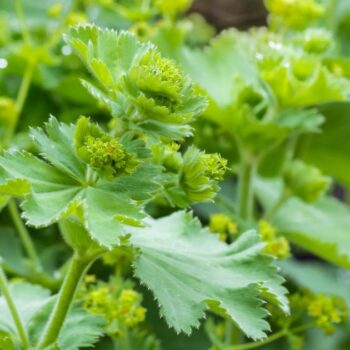 Frauenmantel ist eines der wichtigsten Heilkräuter für Frauen. Viele Heilanwendungen gehen aber über typische Frauenbeschwerden hinaus - lerne sie kennen!