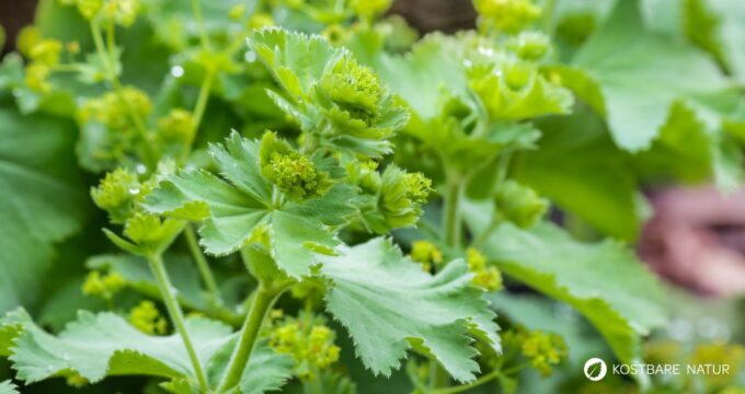 Frauenmantel ist eines der wichtigsten Heilkräuter für Frauen. Viele Heilanwendungen gehen aber über typische Frauenbeschwerden hinaus - lerne sie kennen!