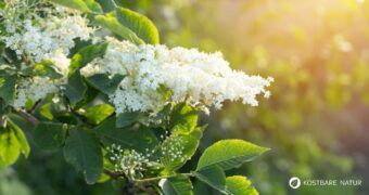 Der Holunder hat einen festen Platz in der Naturheilkunde und ist auch in der Mythologie. Mehr über Wirkung und Rezepte hier.